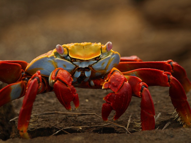 ../../Pictures/050210/083 rote Klippenkrabbe.JPG